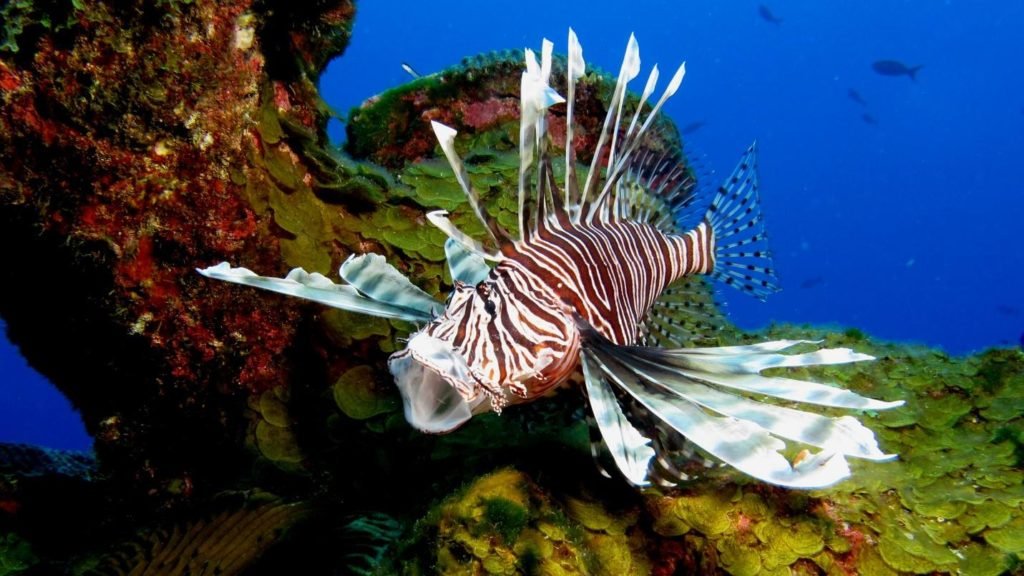 Biodiversidade e Ecossistemas do Mar Adriático