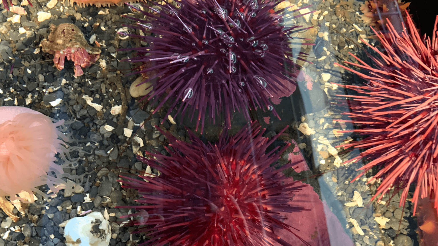 Echinoidea