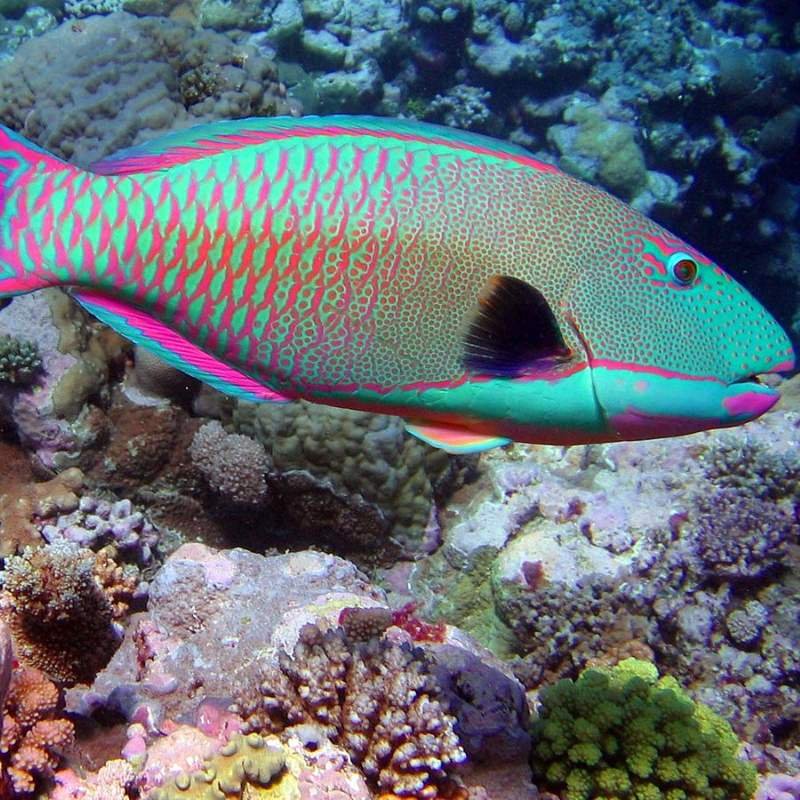 Peixe-Papagaio
