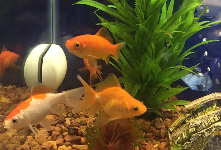 Peixes de Água Doce