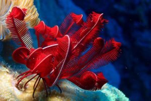 Lírio do Mar: Um Guia Completo