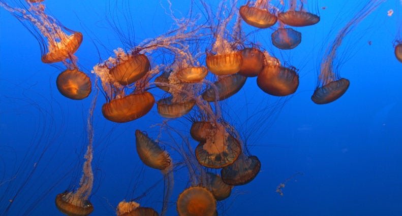 medusa do mar