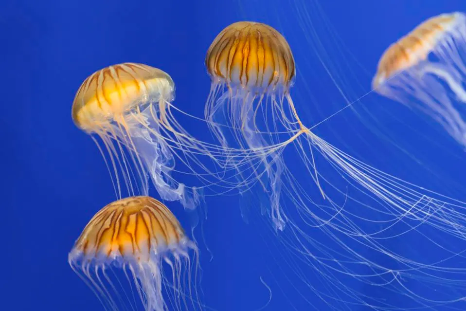 Medusas do Mar