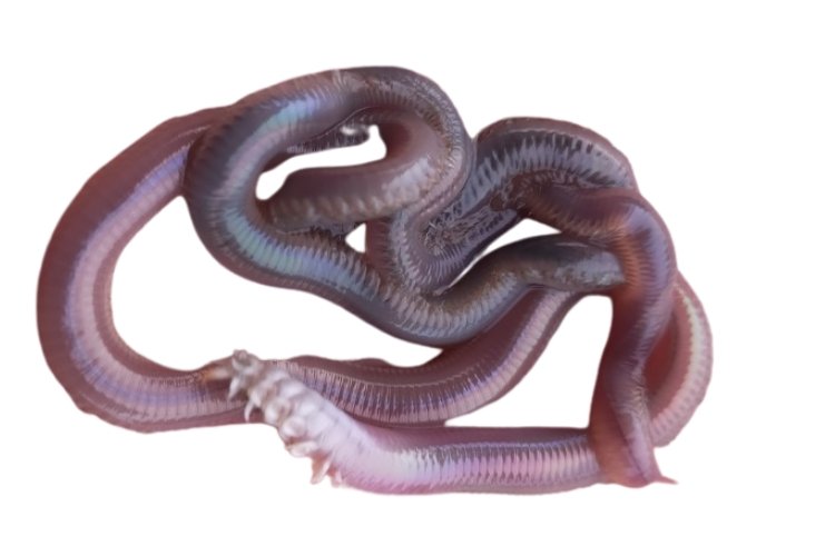 Minhoca do Mar