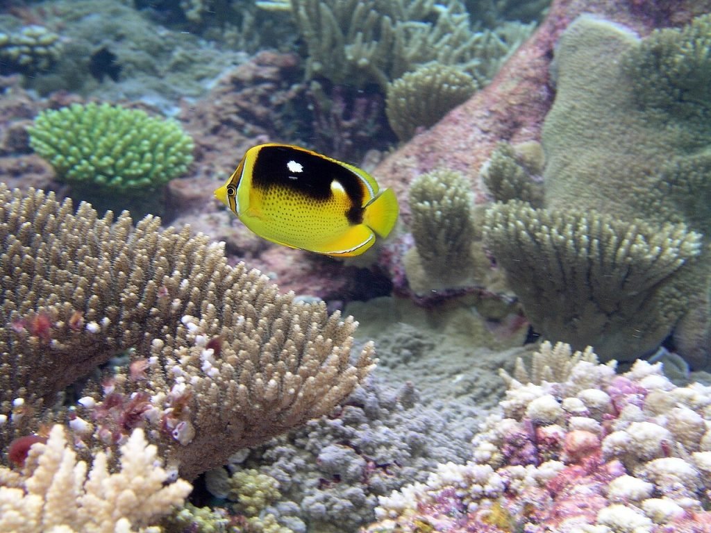 Peixe-Borboleta do Mar Vermelho