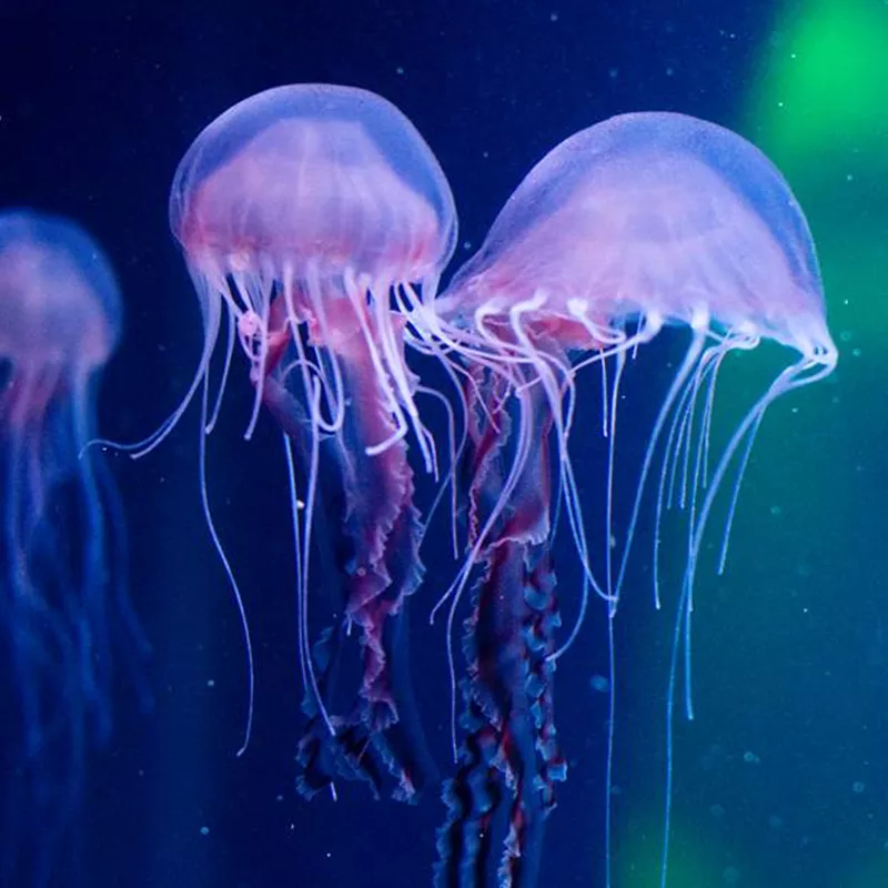 Habitat e Distribuição das medusas do mar