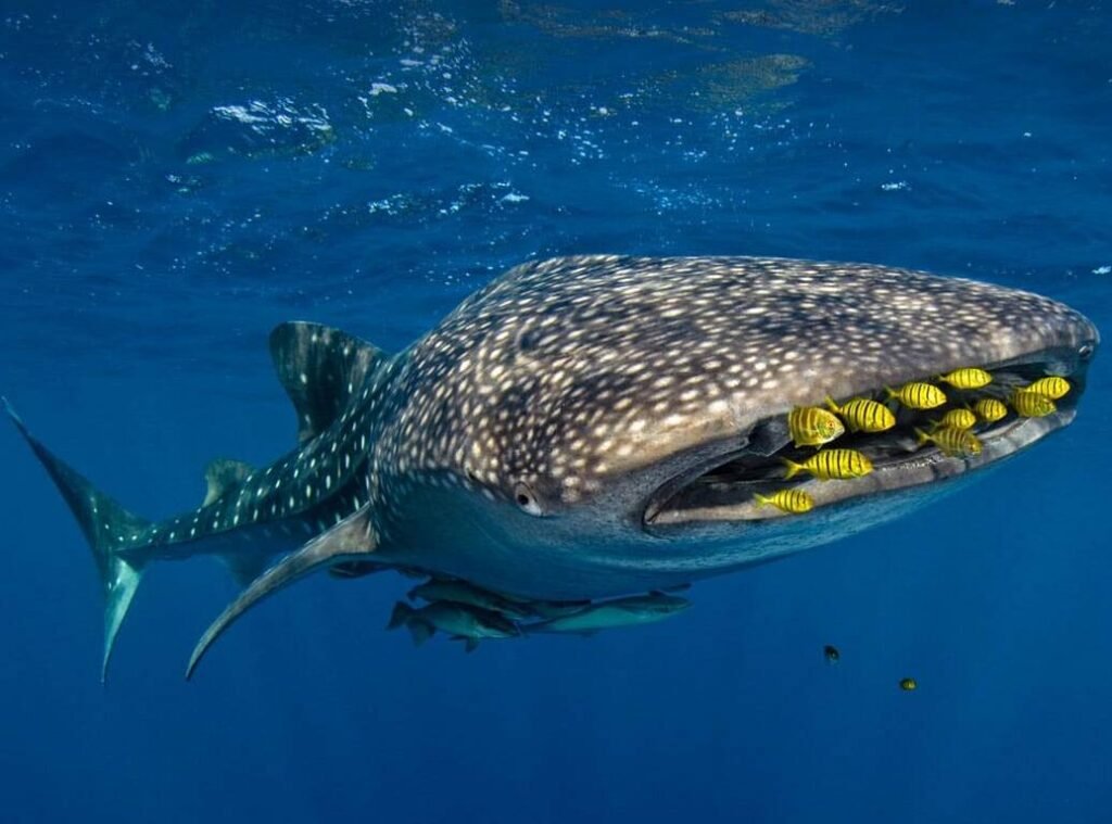 Tubarão-Baleia no Ecossistema Marinho