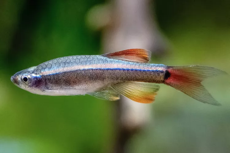 Peixes de Água Doce e Sustentabilidade