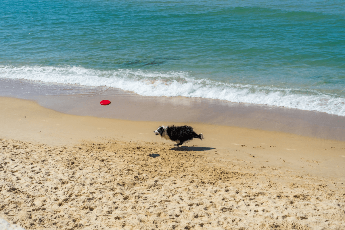 Frisbee na praia