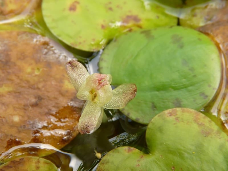 Benefícios das plantas aquáticas