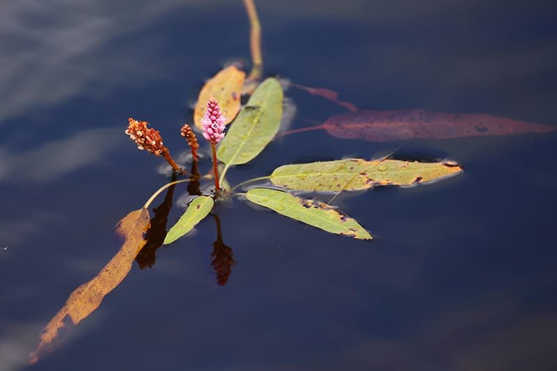 Principais espécies de plantas aquáticas