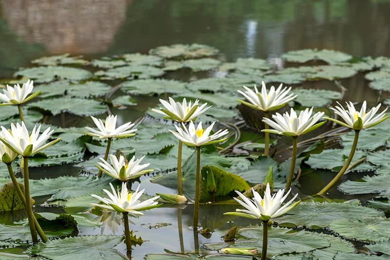 O que são plantas aquáticas?