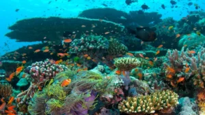 Corais Marinhos: Um Tesouro Submerso