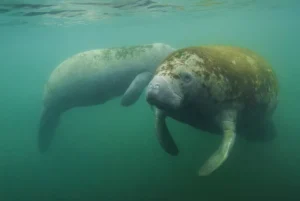 Peixe-Boi-Marinho: O Gigante Gentil dos Mares Brasileiros