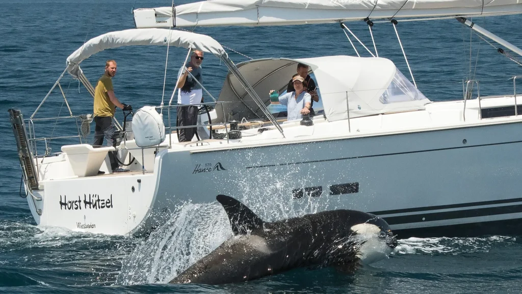 Orcas no Estreito de Gibraltar 2
