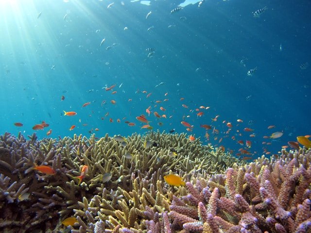 Impactos sobre os ecossistemas marinhos