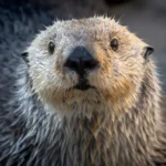 lontra marinha 2