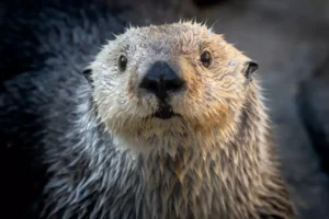 Lontra Marinha: Curiosidades, Hábitos e Importância