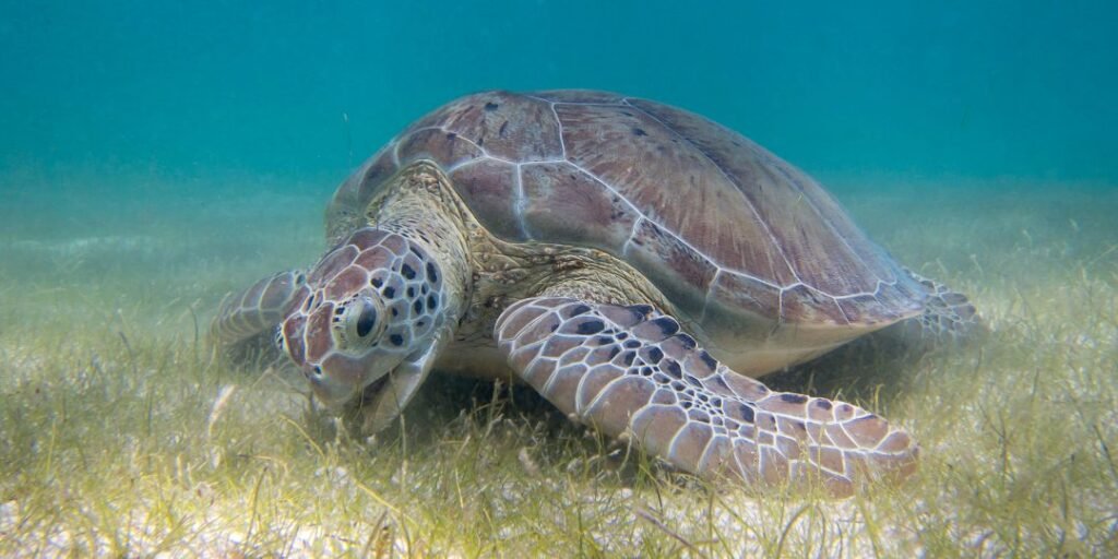 A Importância das Pradarias Submarinas para a Biodiversidade Costeira